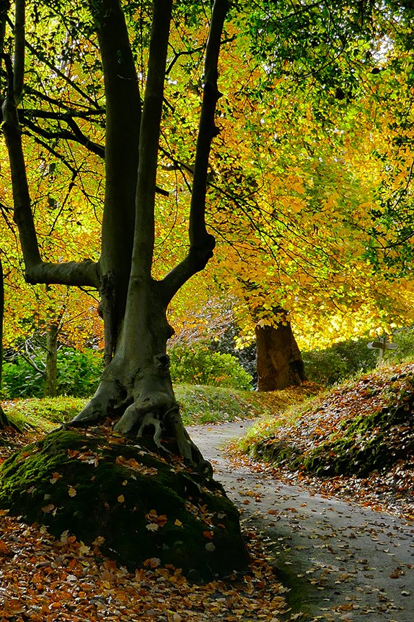 Autumn pathways