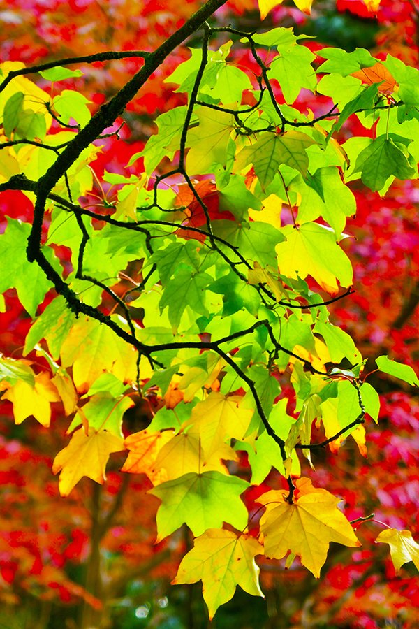 Red and green autumn Leaves